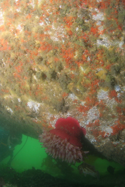 ANEMONE UNDER BOW